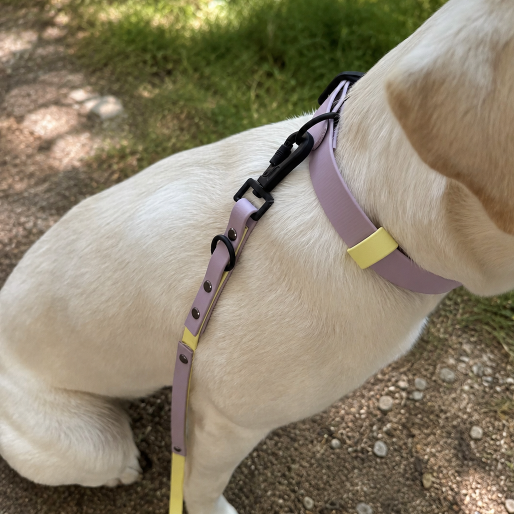 Biothane Halsband "Lilac Lemon"