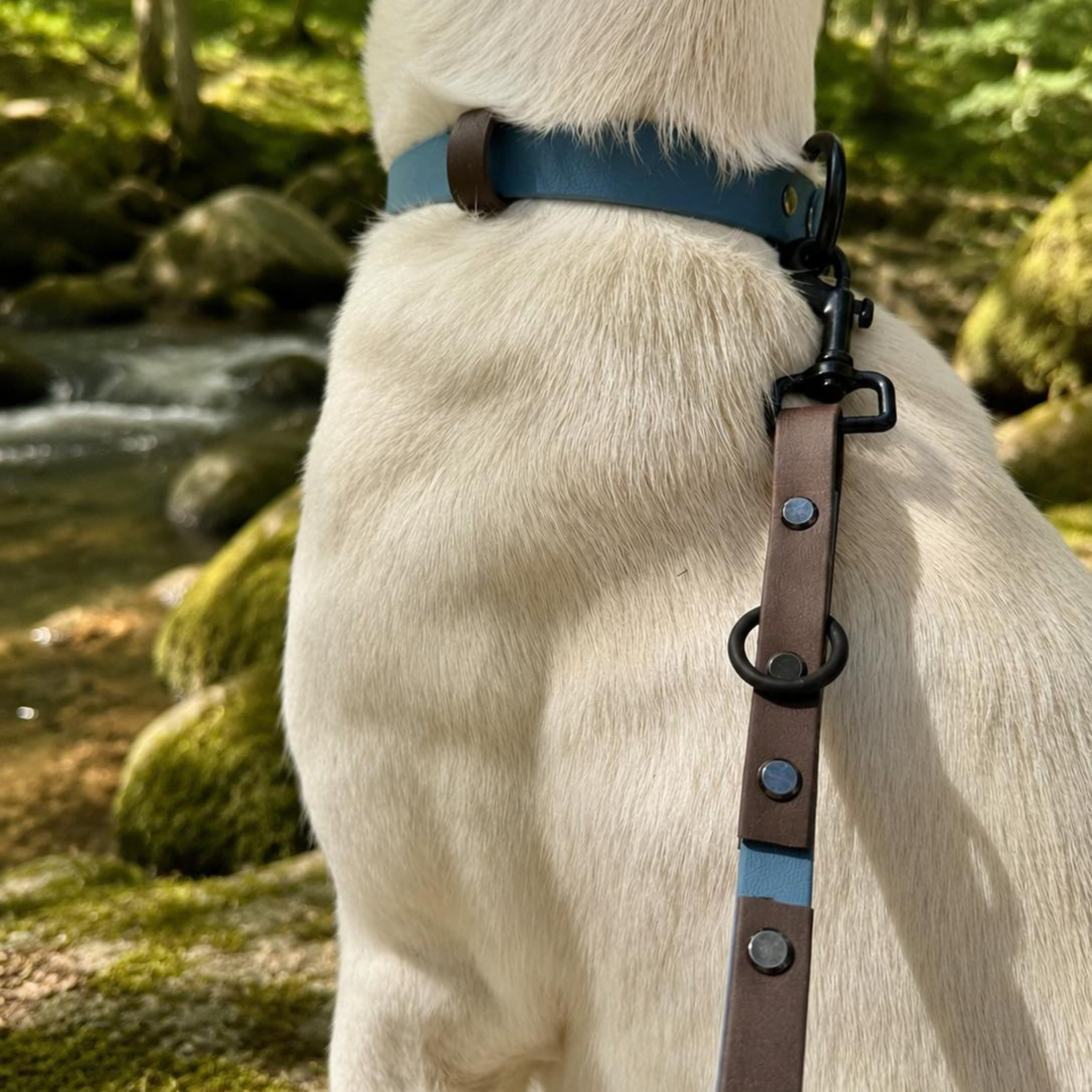 Biothane Halsband "Nordic Forest"
