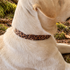 Biothane Halsband Leo-Style